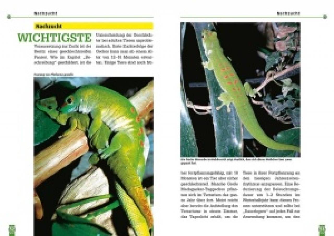 Der Große Madagaskar-Taggecko
